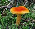 Hygrophorus_aureus_ca4473