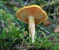 Hygrophorus_aureus_ca4490