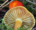 Hygrophorus_aureus_ca4504