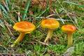 Hygrophorus_aureus_cr9341