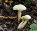 Hygrophorus_chrysodon_bv3427