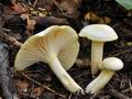 Hygrophorus_chrysodon_bv3432