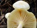 Hygrophorus_chrysodon_bv3435