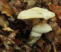 Hygrophorus_discoxanthus_bv3718