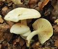 Hygrophorus_discoxanthus_bv3720