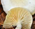 Hygrophorus_discoxanthus_bv3723