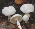 Hygrophorus_eburneus_a8159