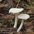 Hygrophorus_eburneus_aj0138