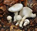 Hygrophorus_fagi_bv4993