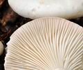 Hygrophorus_fagi_bv5003