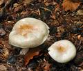 Hygrophorus_fagi_bv5006