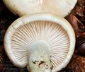 Hygrophorus_fagi_bv5016