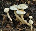 Hygrophorus_hedrychii_bv2884