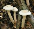 Hygrophorus_hedrychii_bv2890