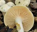 Hygrophorus_hedrychii_bv2903