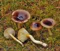 Hygrophorus_hypothejus_bp4307