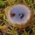 Hygrophorus_hypothejus_bp4316