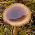 Hygrophorus_hypothejus_bp4319