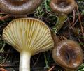 Hygrophorus_hypothejus_ca4397