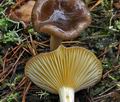 Hygrophorus_hypothejus_ca4401