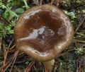 Hygrophorus_hypothejus_ca4404