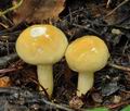 Hygrophorus_lindtneri_bv2603