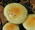 Hygrophorus_lindtneri_bv2627