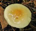 Hygrophorus_lindtneri_bv2629