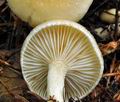 Hygrophorus_lindtneri_bv2633