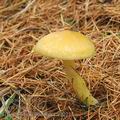 Hygrophorus_lucorum_a9221