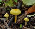 Hygrophorus_lucorum_bp5240