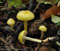 Hygrophorus_lucorum_bp5247