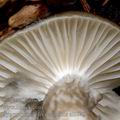 Hygrophorus_olivaceoalbus_al9945