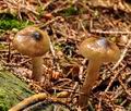 Hygrophorus olivaceoalbus bi0512