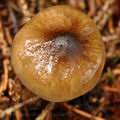 Hygrophorus olivaceoalbus bi0522