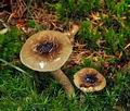 Hygrophorus_olivaceoalbus_jf8895