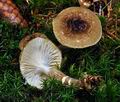 Hygrophorus_olivaceoalbus_jf8898