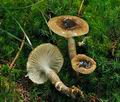 Hygrophorus_olivaceoalbus_jf8905