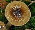 Hygrophorus_olivaceoalbus_jf8910