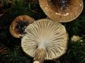 Hygrophorus_olivaceoalbus_jf8915