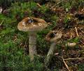 Hygrophorus_olivaceoalbus_jf8930