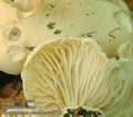 Hygrophorus_penarius_ac8710
