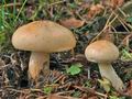 Hygrophorus_pudorinus_cr6670