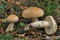 Hygrophorus_pudorinus_cr6673