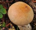 Hygrophorus_pudorinus_cr6676