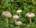 Hygrophorus pustulatus ac9199