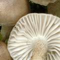 Hygrophorus pustulatus ac9210