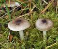 Hygrophorus_pustulatus_bt0084