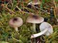 Hygrophorus_pustulatus_bt0089