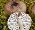 Hygrophorus_pustulatus_bt0090